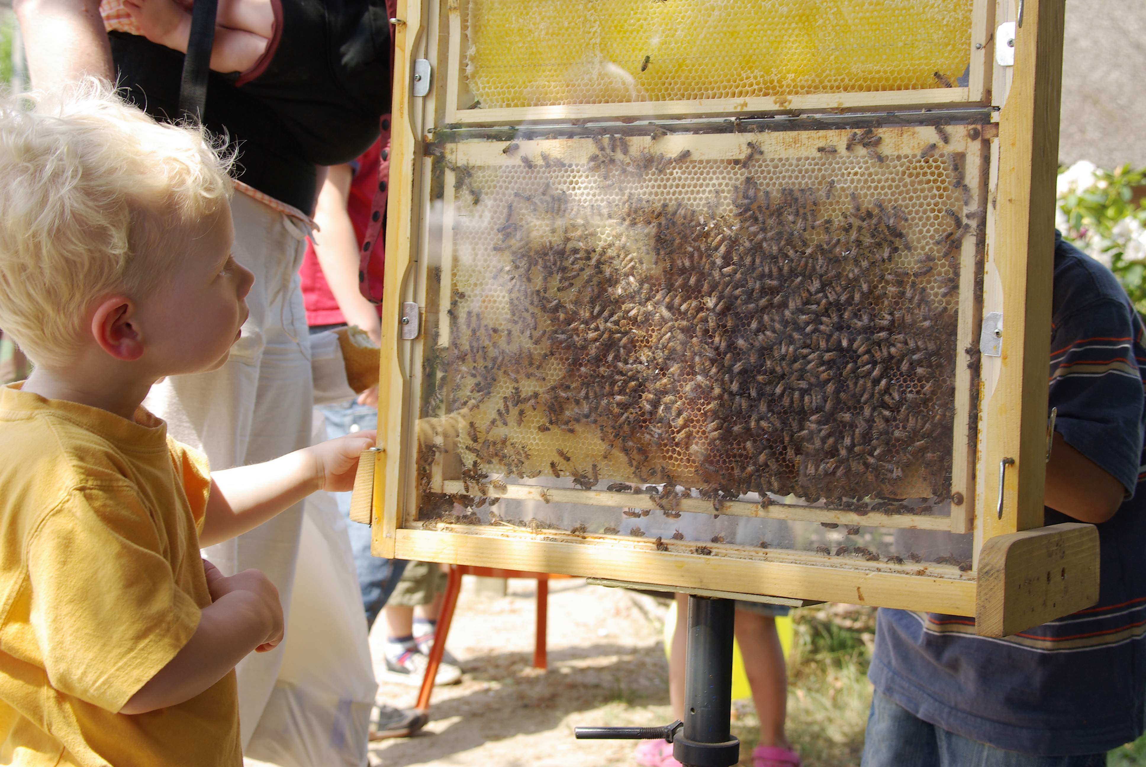 FLMK -Es summt und brummt: Die Bienen im Freilöichtmuseum