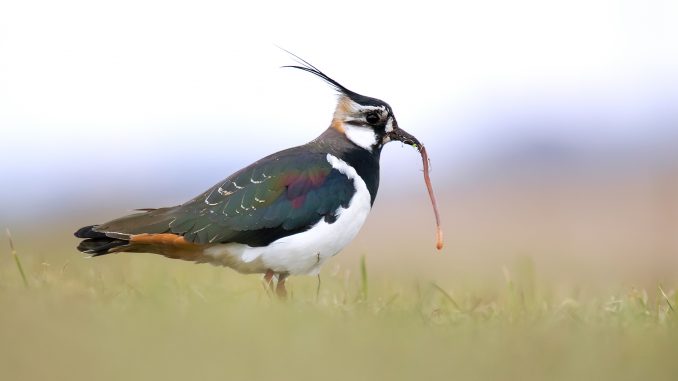 Der Kiebitz ist der Vogel des Jahres 2024 Foto: NABU