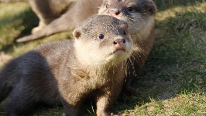 J. Moss -Familie Zwergotter auf Erkundungstour im Wildpark Schwarze Berge